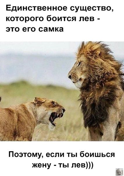 Единственное существо которого боится лев это его самка Поэтому если ты боишься жену ты лев