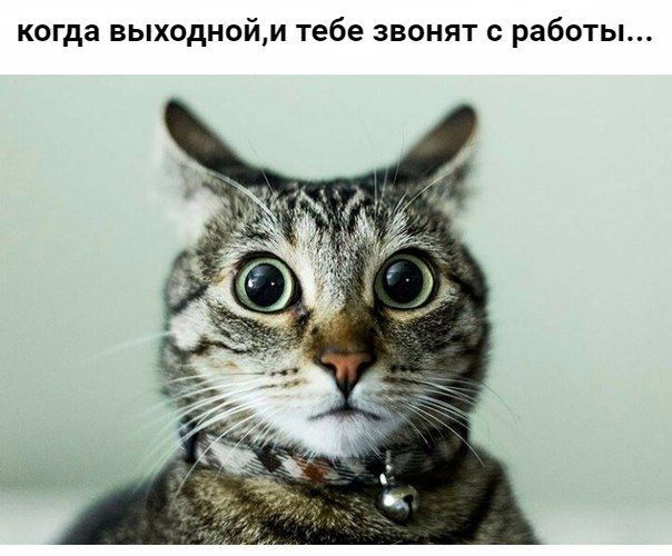 когда ВЫХОДНОЙМ тебе ЗВОНИТ С работы