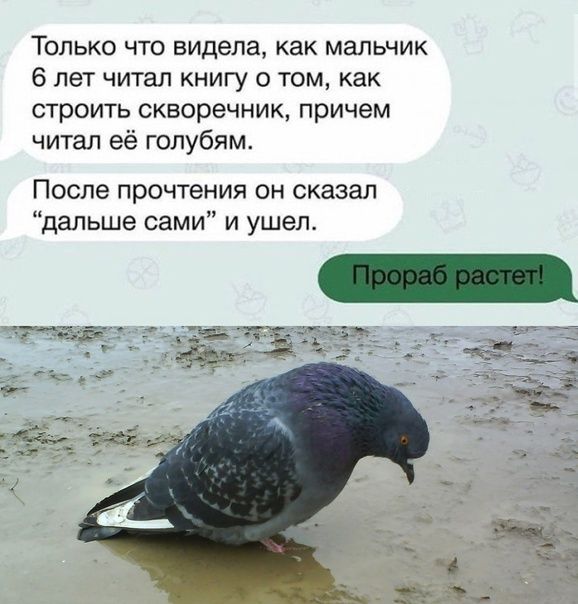 Только что видела как мальчик 6 лет читал книгу о том как строить скворечник причем читал её голубям После прочтения он сказал дальше сами и ушел