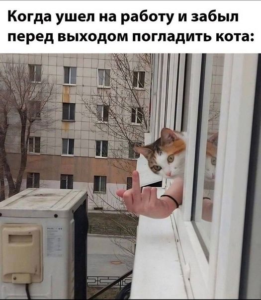 Когда ушел на работу и забыл перед выходом погладить кота