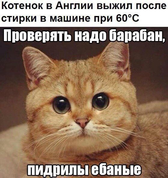 Котенок в Англии выжил после стирки в машине при 60С ПППВЕПЯТЬ надо бапабан пидпипыебаные