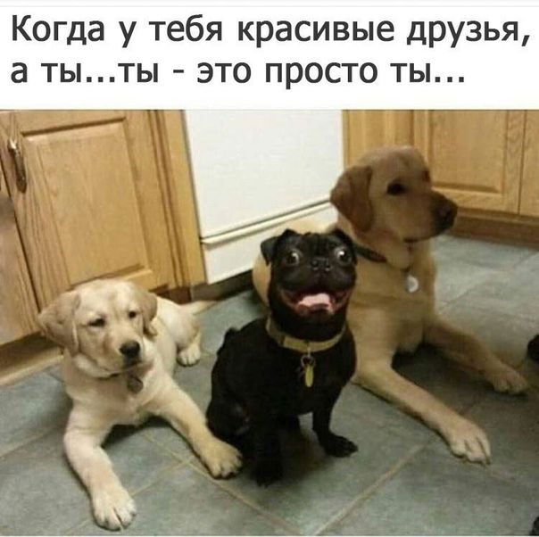 Когда у тебя красивые друзья а тыты это просто ты