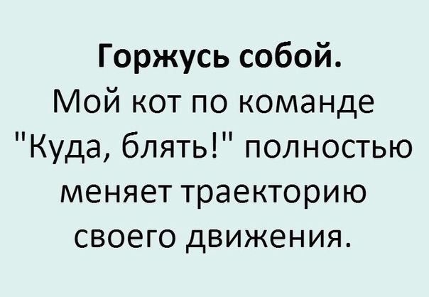 Горжусь собой Мой кот по команде Куда блять полностью меняет траекторию своего движения