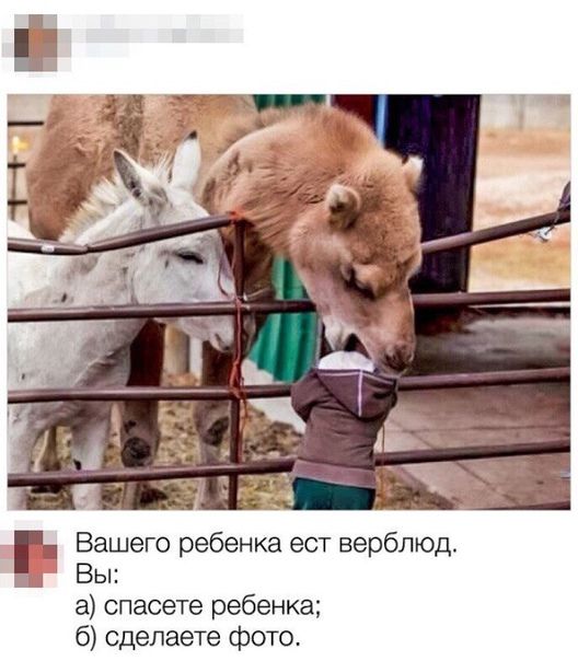 Ёашего ребенка ест верблюд ы а спасете ребенка 6 сделаете фото