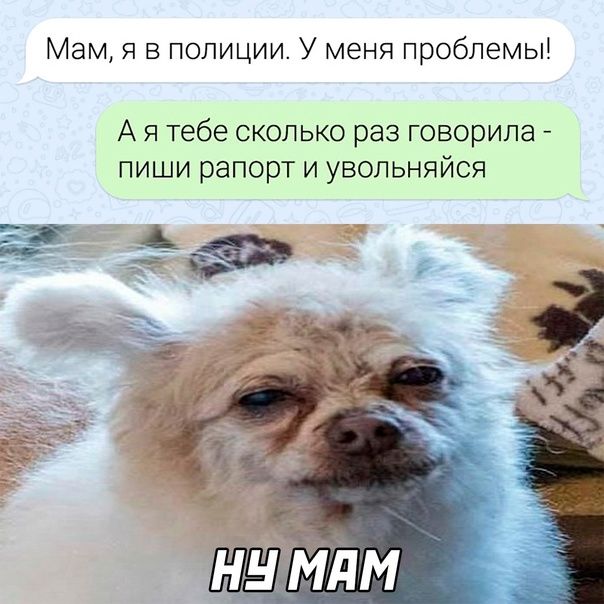 Мам я в полиции У меня проблемы А Я тебе СКОЛЬКО раз говорила пиши рапорт и увольняйся