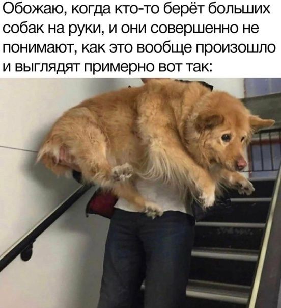 Обожаю когда ктото берёт больших собак на руки и они совершенно не понимают как это вообще произошло И ВЫГЛЯДЯТ Примерно ВОТ так