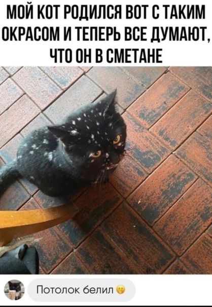 МПЙ КОТ РПЛИЛВЯ ВПТ С ТАКИМ ОКРАСПМ И ТЕПЕРЬ ВСЕ ЦУМАЮТ ЧТО ОН В СМЕТАНЕ за Потолок белил