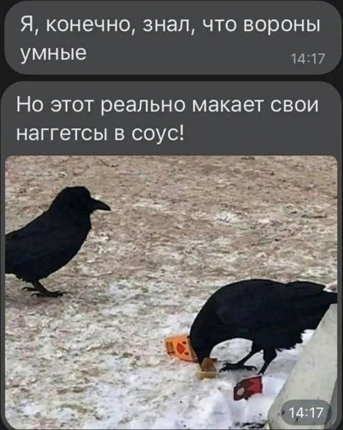 Я конечно знал что вороны умные 1417 НО ЭТОТ реально макает СВОИ НЭГГЕТСЫ В СОУС