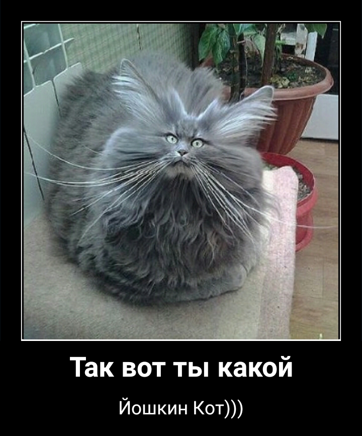 Так вот ты какой Йошкин Кот