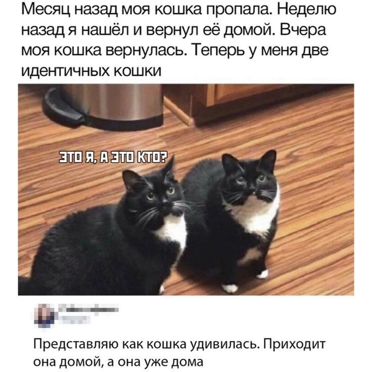 Месяц назад моя кошка пропала Неделю назад я нашёл и вернул её домой Вчера моя кошка вернулась Теперь у меня две Идеі ГГИЧНЫХ КОШКИ Представляю как кошка удивилась Приходит она домой а она уже дома