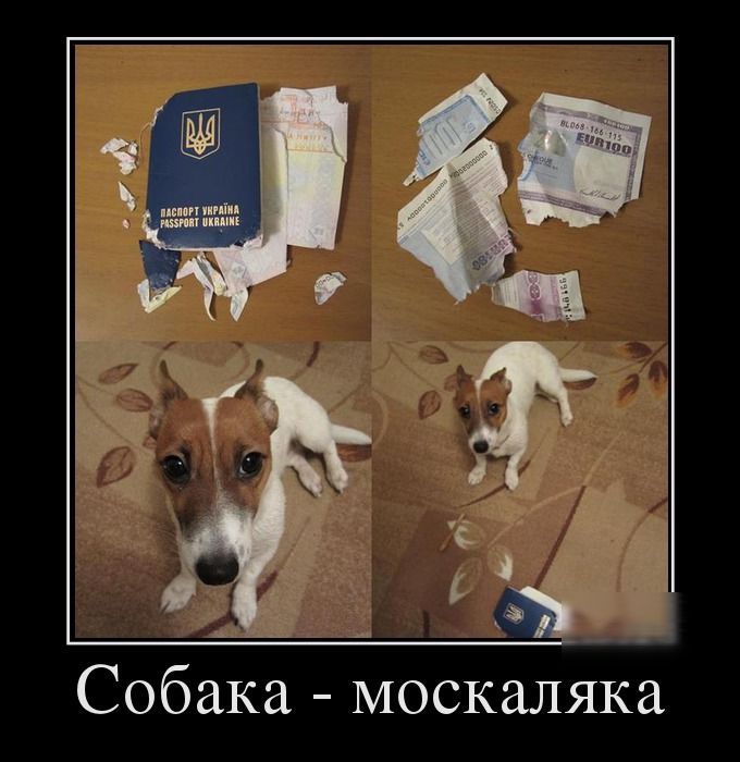 _Ф Собака москаляка