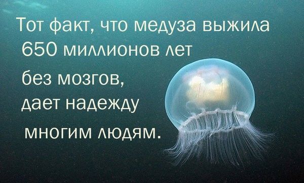 Тот факт что медуза выжила 650 миллионов лет без мозгов дает надежду многим людям