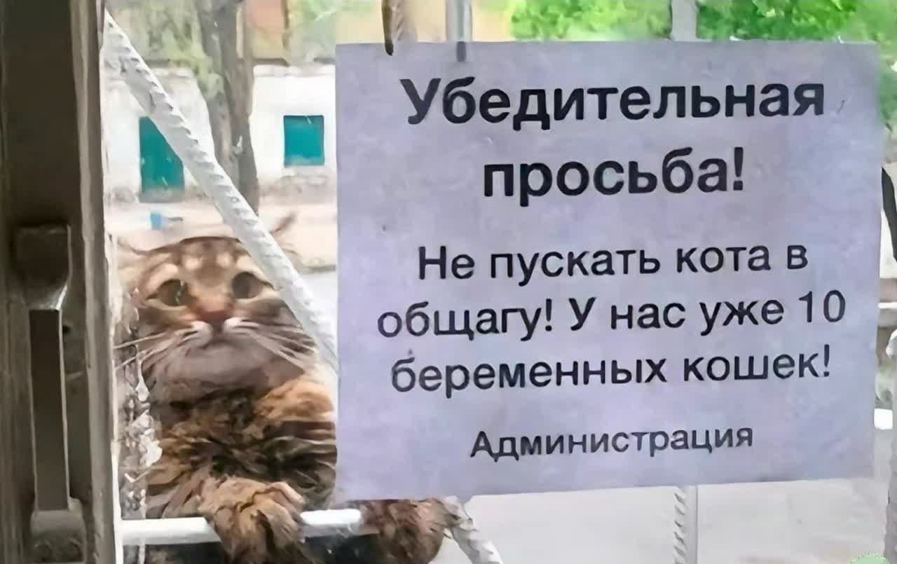 Убедительная просьба! Не пускать кота в общагу! У нас уже 10 беременных кошек! Администрация