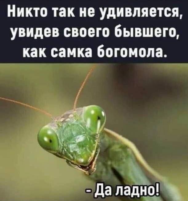 Никто так не удивляется, увидев своего бывшего, как самка богомола.
- Да ладно!