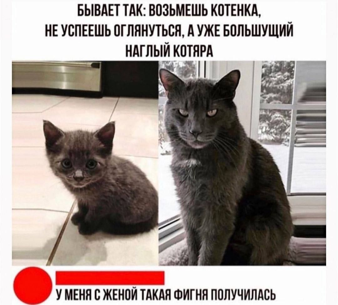 Бывает так: возьмёшь котёнка, не успеешь оглянуться, а уже большущий наглый котяра. У меня с женой такая фигня получилась.