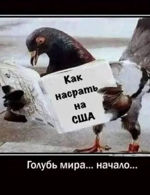 Как насрать на США
Голубь мира... начало...