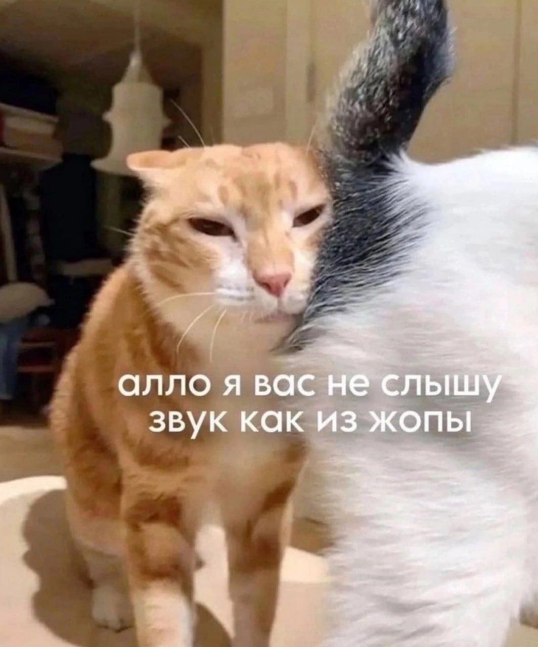 алло я вас не слышу звук как из жопы