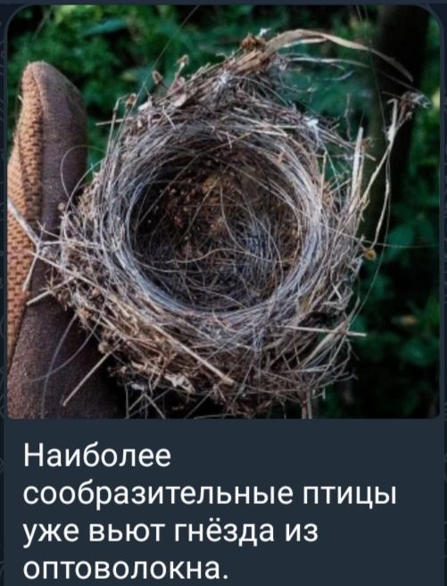 Наиболее сообразительные птицы уже вьют гнёзда из оптоволокна.