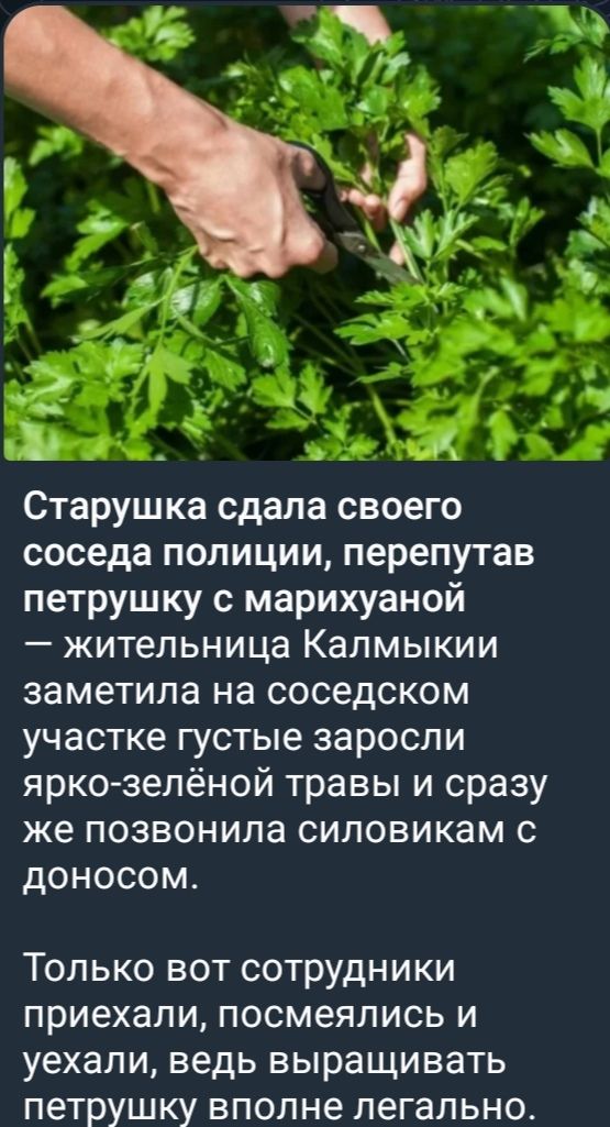 Старушка сдала своего соседа полиции, перепутав петрушку с марихуаной — жительница Калмыкии заметила на соседском участке густые заросли ярко-зеленой травы и сразу же позвонила силовикам с доносом.

Только вот сотрудники приехали, посмеялись и уехали, ведь выращивать петрушку вполне легально.