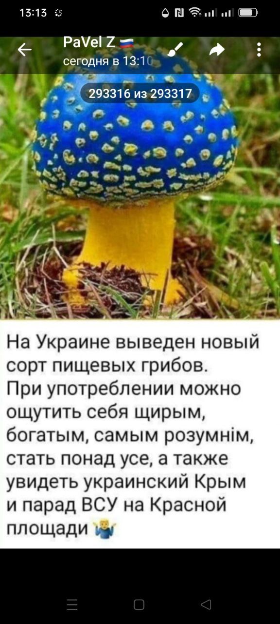 На Украине выведен новый сорт пищевых грибов. При употреблении можно ощутить себя щирым, богатым, самым розумним, стать понад усе, а также увидеть украинский Крым и парад ВСУ на Красной площади.