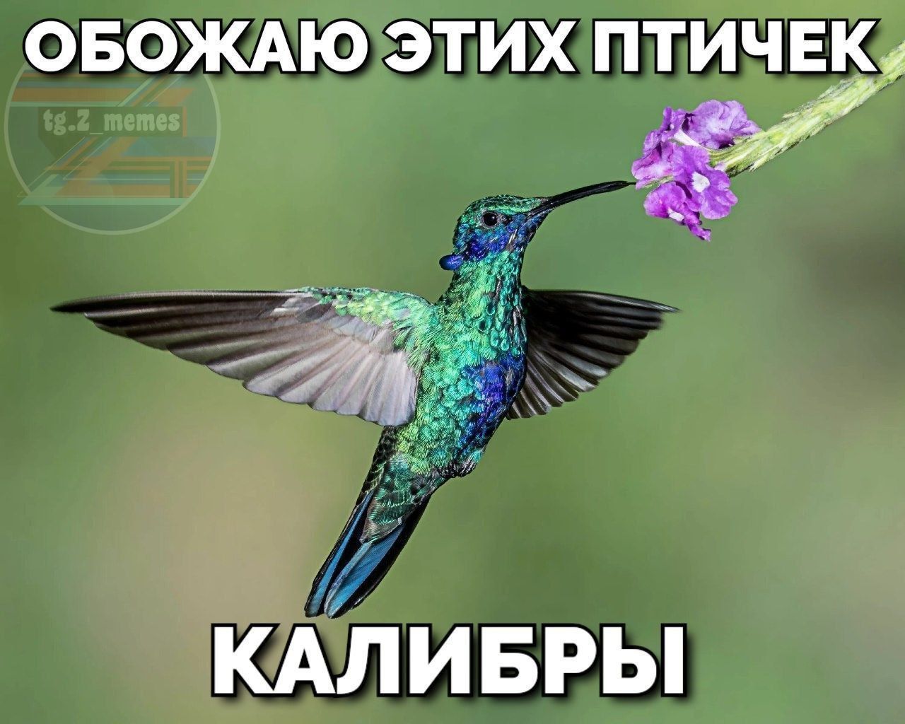 ОБОЖАЮ ЭТИХ ПТИЧЕК КАЛИБРЫ