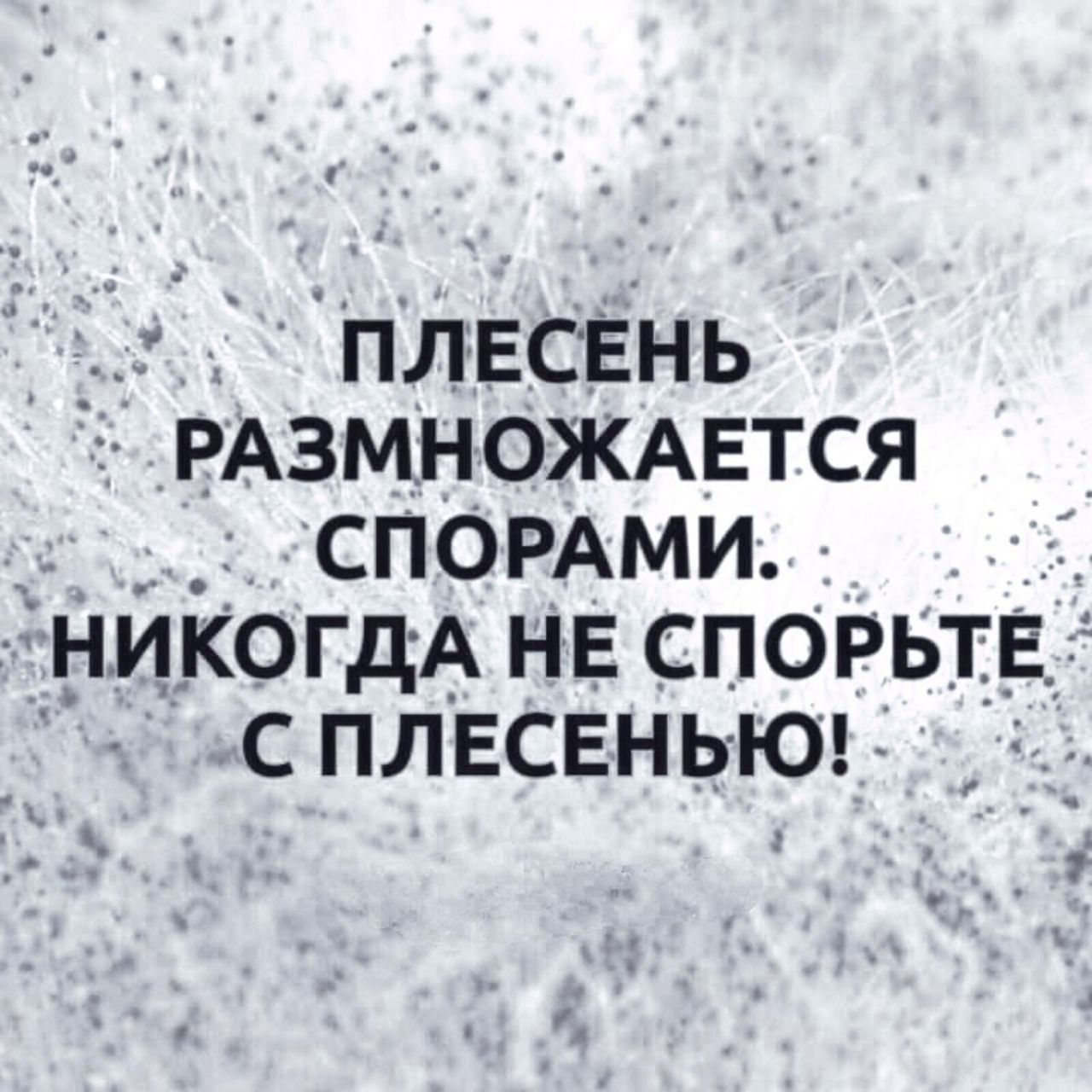 ПЛЕСЕНЬ РАЗМНОЖАЕТСЯ СПОРАМИ. НИКОГДА НЕ СПОРЬТЕ С ПЛЕСЕНЬЮ!