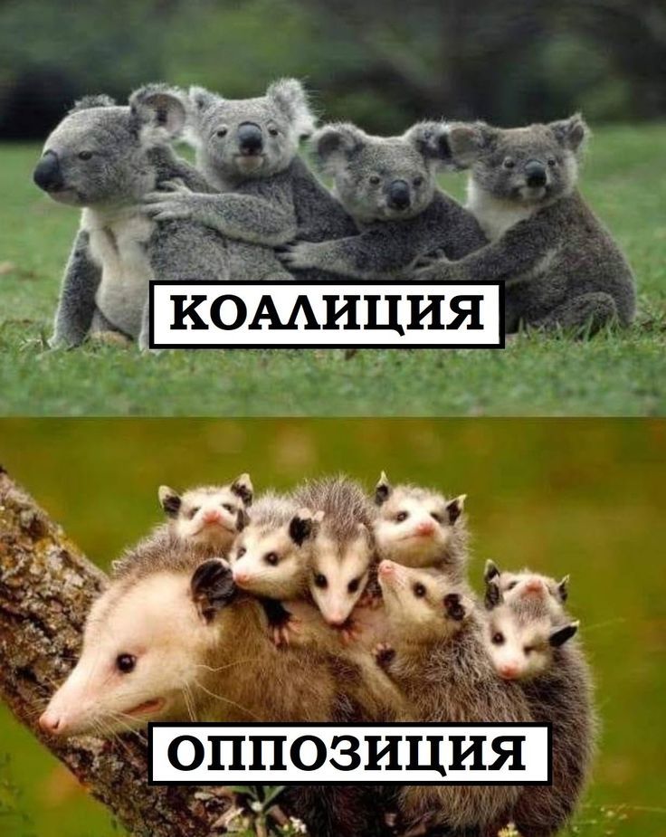 Коалиция
Оппозиция