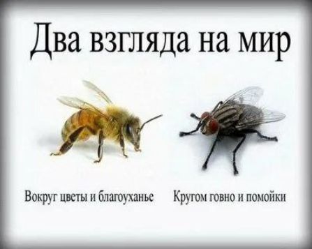 Два взгляда на мир
Вокруг цветы и благоуханье
Кругом говно и помойки