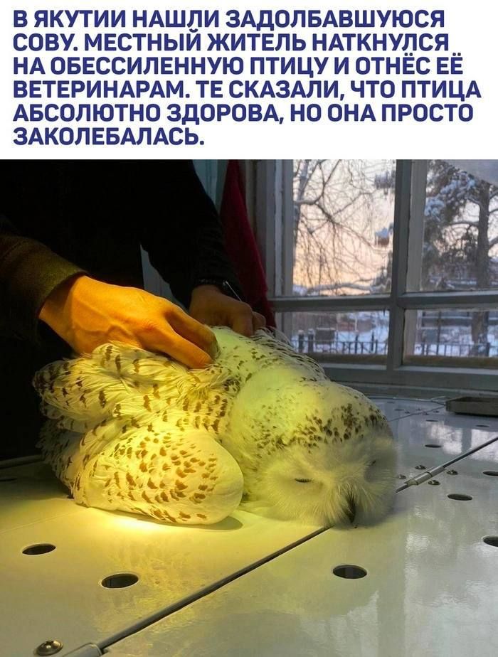 В ЯКУТИИ НАШЛИ ЗАДОЛБАВШУЮСЯ
СОВУ. МЕСТНЫЙ ЖИТЕЛЬ НАТКНУЛСЯ
НА ОБЕССИЛЕННУЮ ПТИЦУ И ОТНЁС ЕЁ
ВЕТЕРИНАРАМ. ТЕ СКАЗАЛИ, ЧТО ПТИЦА
АБСОЛЮТНО ЗДОРОВА, НО ОНА ПРОСТО
ЗАКОЛЕБАЛАСЬ.

