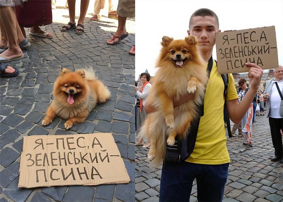 Я - пес, а Зеленский - псина