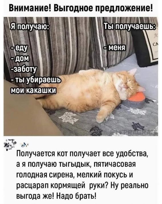 Внимание! Выгодное предложение! Я получаю: - еду - дом - заботу - ты убираешь мои какашки Ты получаешь: - меня.

Получается кот получает все удобства, а я получаю тыгыдык, пятчаcовая голодная сирена, мелкий покус и расцарапанной кормящей руки? Ну реально выгода же! Надо брать!