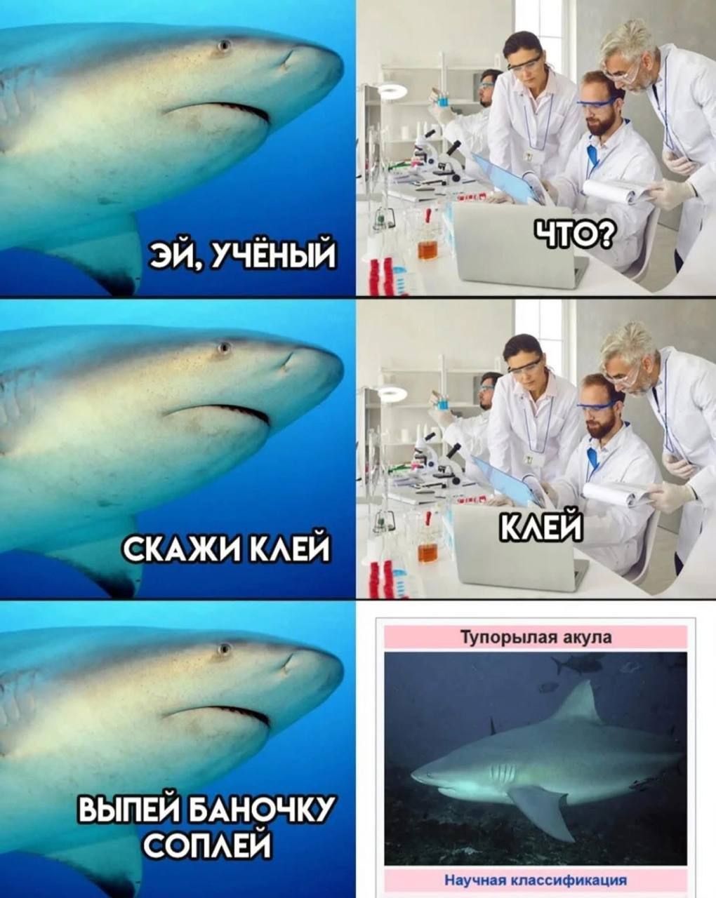 ЭЙ, УЧЁНЫЙ
ЧТО?
СКАЖИ КЛЕЙ
КЛЕЙ
ВЫПЕЙ БАНОЧКУ СОПЛЕЙ

Тупорылая акула
Научная классификация