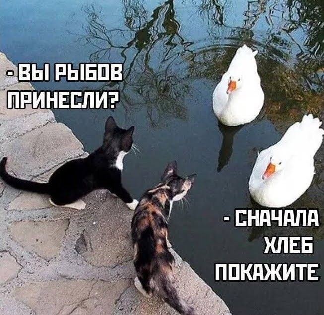 Вы рыбов принесли?
Сначала хлеб покажите