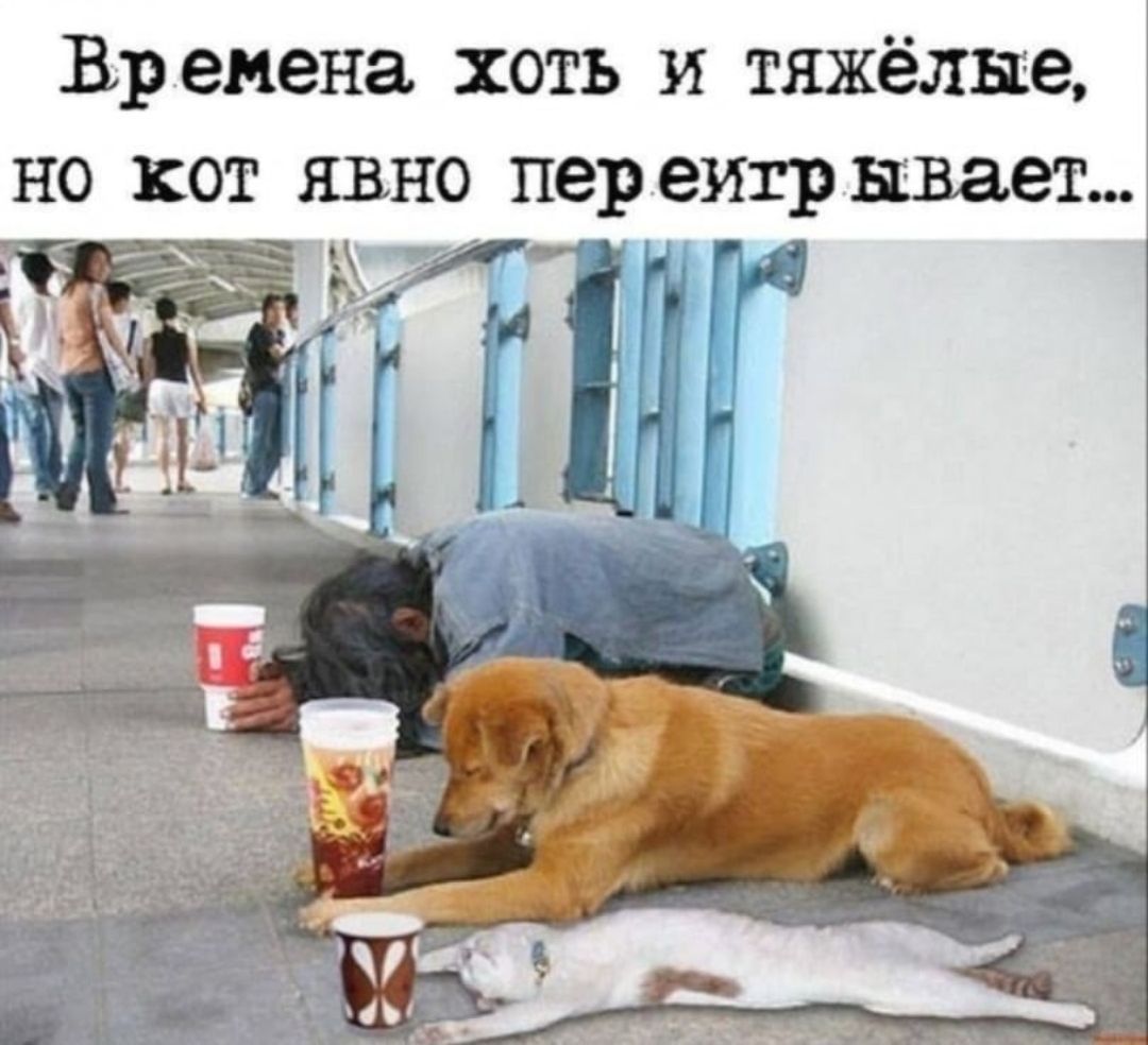 Времена хоть и тяжёлые, но кот явно переживает...