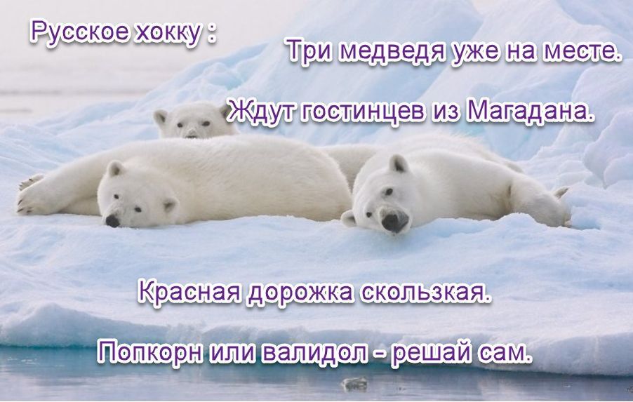 Русское хокку : Три медведя уже на месте. Ждут гостей из Магадана. Красная дорожка скользкая. Попкорн или валидол - решай сам.
