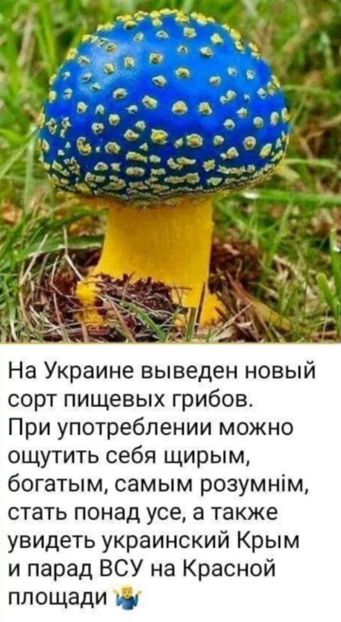 На Украине выведен новый сорт пищевых грибов. При употреблении можно ощутить себя щирим, богатым, самым розумнім, стать понад усе, а также увидеть украинский Крым и парад ВСУ на Красной площади.