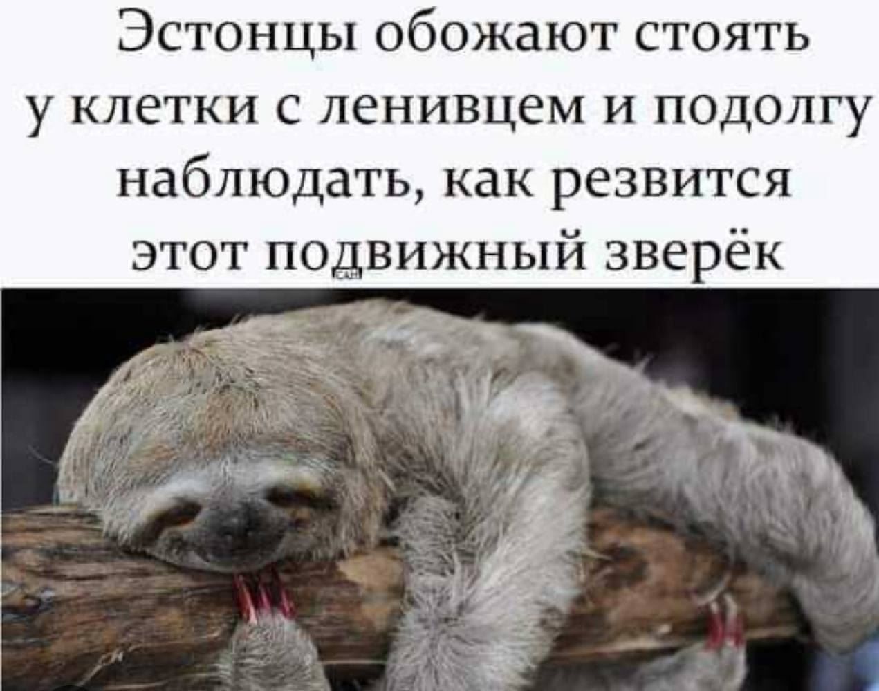 Эстонцы обожают стоять у клетки с ленивцем и подолгу наблюдать, как развивается этот подвижный зверёк