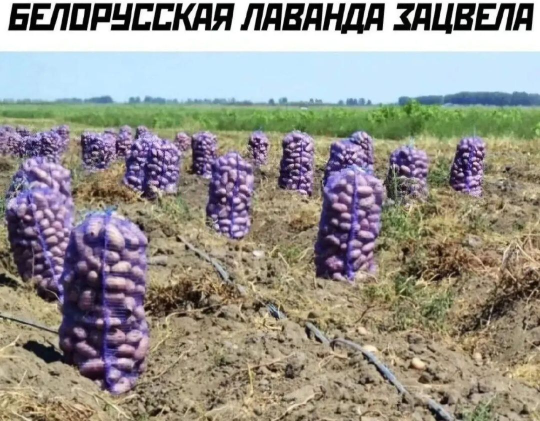 БЕЛОРУССКАЯ ЛАВАНДА ЗАЦВЕЛА