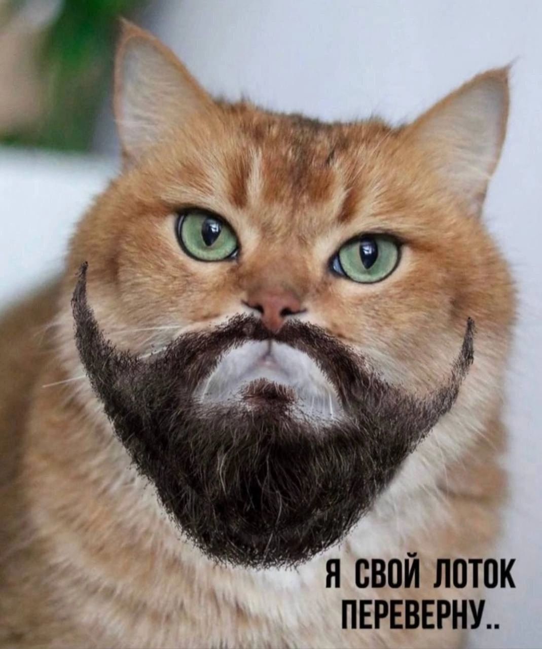 Я свой лоток переверну..