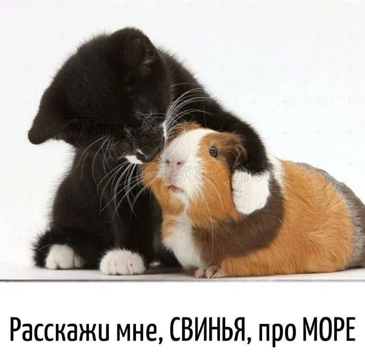 Расскажи мне, СВИНЬЯ, про МОРЕ
