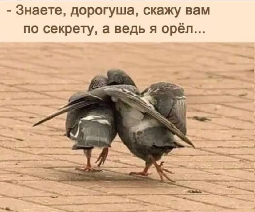 - Знаете, дорогуша, скажу вам по секрету, а ведь я орёл...