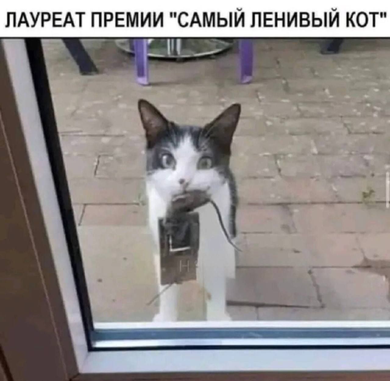 ЛАУРЕАТ ПРЕМИИ 
