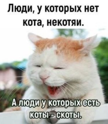 Люди, у которых нет кота, некотяи.
А люди у которых есть коты - скоты.