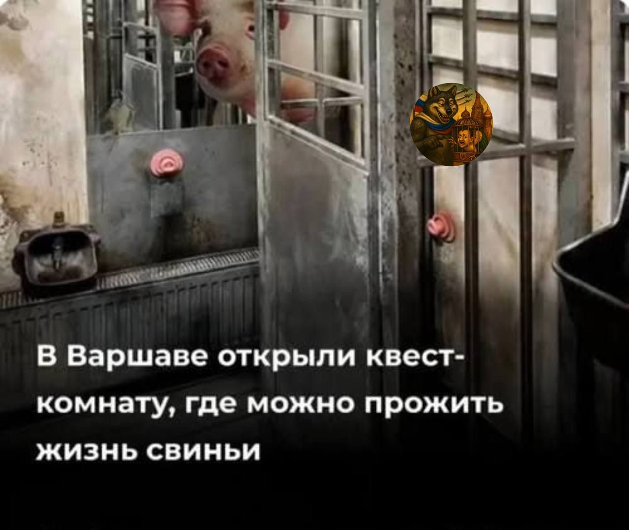 В Варшаве открыли квест-комнату, где можно прожить жизнь свиньи