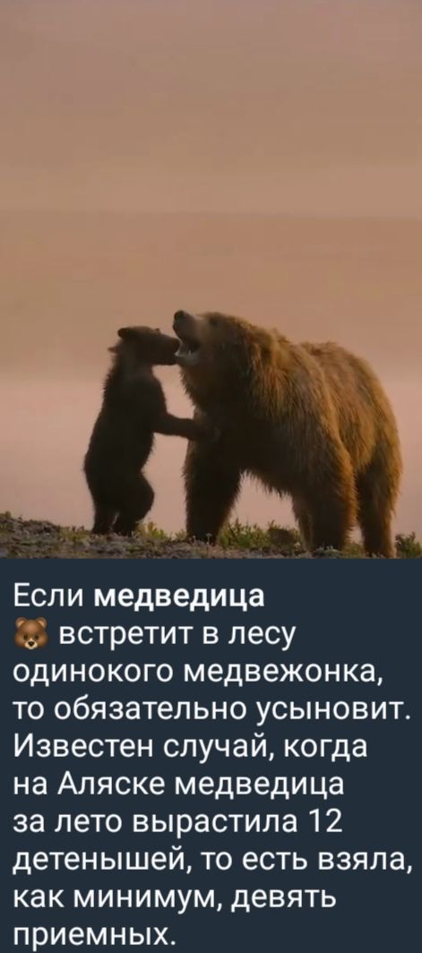 \ `
] ' Е
Если медведица
‘© встретит в лесу
одинокого медвежонка,
то обязательно усыновит.
Известен случай, когда
на Аляске медведица
за лето вырастила 12
детенышей, то есть взяла,
как минимум, девять
приемных.

