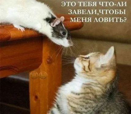 ЭТО ТЕБЯ ЧТО-ЛИ ЗАВЕЛИ, ЧТОБЫ МЕНЯ ЛОВИТЬ?