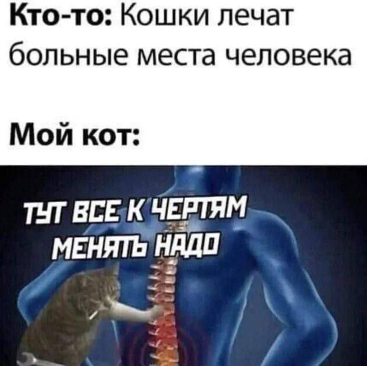 Кто-то: Кошки лечат больные места человека
Мой кот:
ТУТ ВСЕ К ЧЕРТЯМ МЕНЯТЬ НАДО