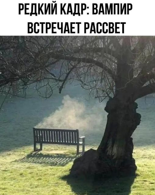 РЕДКИЙ КАДР: ВАМПИР ВСТРЕЧАЕТ РАССВЕТ