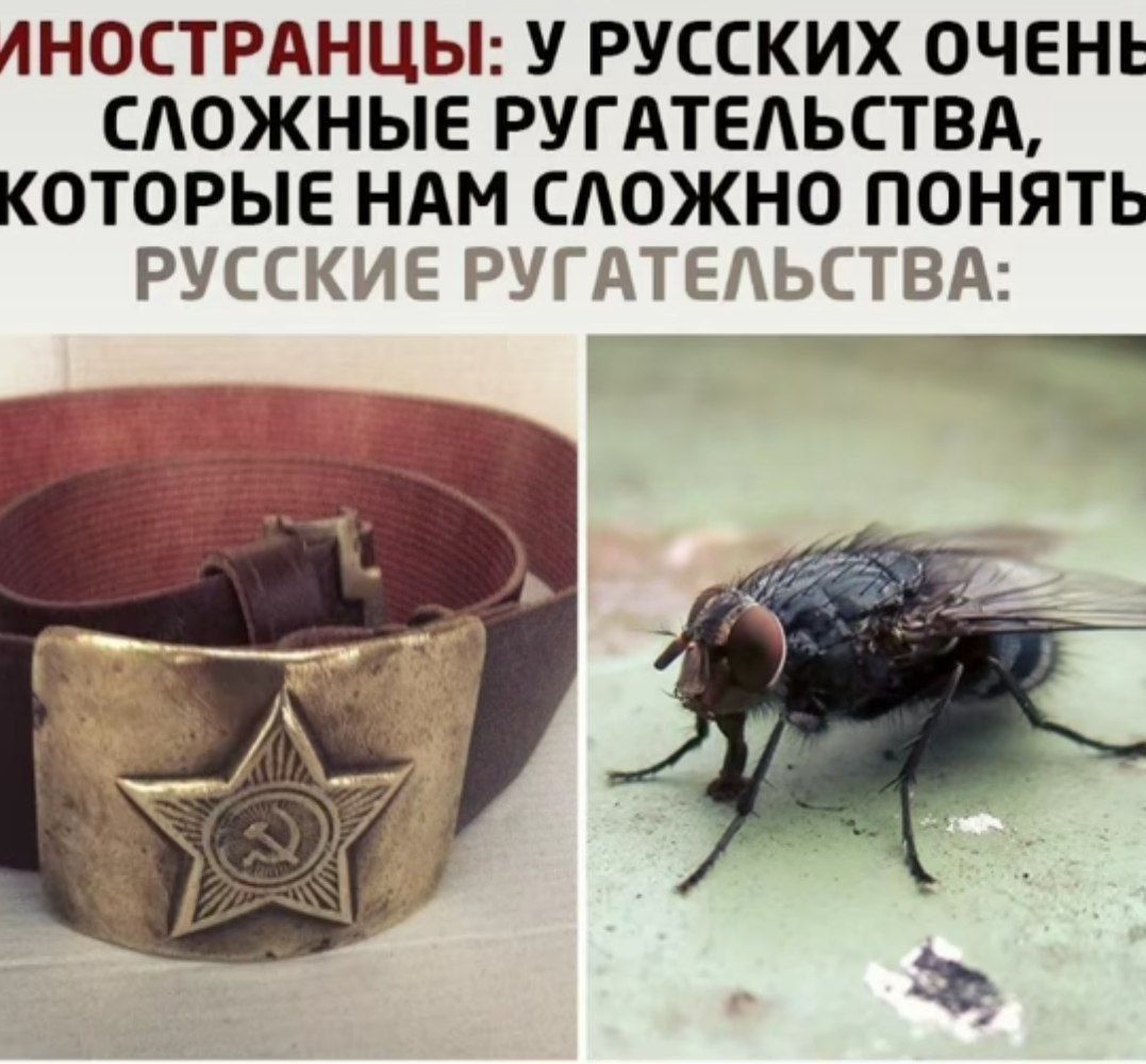 Иностранцы: У русских очень сложные ругательства, которые нам сложно понять. Русские ругательства: