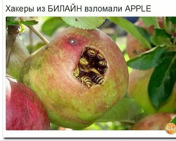 Хакеры из БИЛАЙН взломали APPLE
